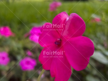 Fair Trade Photo Closeup, Colour image, Day, Flower, Focus on foreground, Green, Horizontal, Nature, Outdoor, Peru, Pink, South America