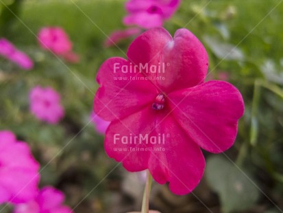 Fair Trade Photo Closeup, Colour image, Day, Flower, Focus on foreground, Green, Horizontal, Nature, Outdoor, Peru, Pink, South America