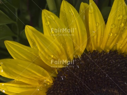 Fair Trade Photo Closeup, Colour image, Day, Flower, Focus on foreground, Horizontal, Nature, Outdoor, Peru, Seasons, South America, Spring, Summer, Sunflower, Yellow