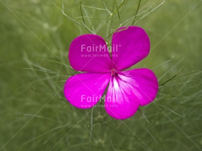 Fair Trade Photo Colour image, Day, Flower, Green, Horizontal, Nature, Outdoor, Peru, Pink, South America