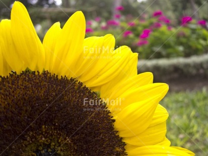 Fair Trade Photo Closeup, Colour image, Day, Flower, Focus on foreground, Horizontal, Nature, Outdoor, Peru, Seasons, South America, Spring, Summer, Sunflower, Yellow