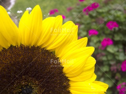 Fair Trade Photo Closeup, Colour image, Day, Flower, Focus on foreground, Horizontal, Nature, Outdoor, Peru, Seasons, South America, Spring, Summer, Sunflower, Yellow