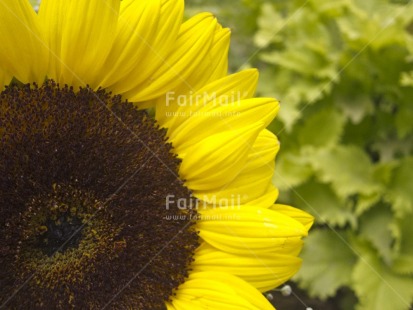 Fair Trade Photo Closeup, Colour image, Day, Flower, Focus on foreground, Horizontal, Nature, Outdoor, Peru, Seasons, South America, Spring, Summer, Sunflower, Yellow