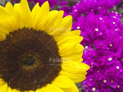Fair Trade Photo Closeup, Colour image, Day, Flower, Focus on foreground, Horizontal, Nature, Outdoor, Peru, Purple, Seasons, South America, Spring, Summer, Sunflower, Yellow