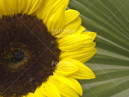 Fair Trade Photo Closeup, Colour image, Day, Flower, Focus on foreground, Horizontal, Nature, Outdoor, Peru, Seasons, South America, Spring, Summer, Sunflower, Yellow