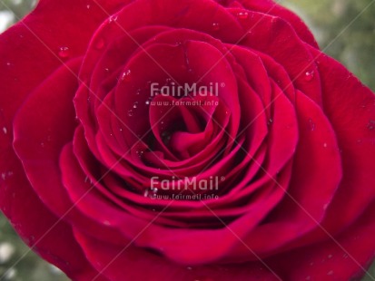 Fair Trade Photo Closeup, Colour image, Day, Flower, Horizontal, Outdoor, Peru, Red, Rose, South America
