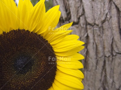 Fair Trade Photo Closeup, Colour image, Day, Flower, Focus on foreground, Horizontal, Nature, Outdoor, Peru, Seasons, South America, Spring, Summer, Sunflower, Tree, Yellow