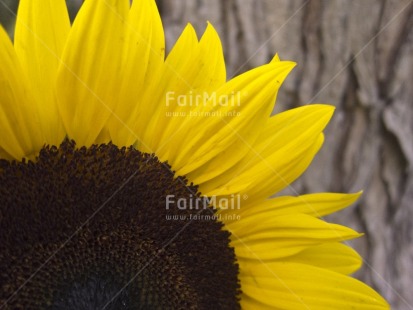 Fair Trade Photo Closeup, Colour image, Day, Flower, Focus on foreground, Horizontal, Nature, Outdoor, Peru, Seasons, South America, Spring, Summer, Sunflower, Tree, Yellow