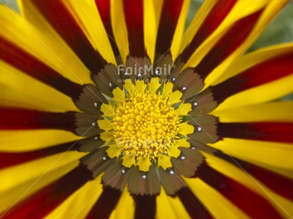 Fair Trade Photo Closeup, Colour image, Day, Flower, Horizontal, Nature, Outdoor, Peru, Red, South America, Yellow