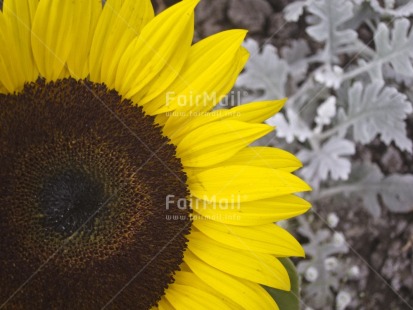 Fair Trade Photo Closeup, Colour image, Day, Flower, Focus on foreground, Horizontal, Nature, Outdoor, Peru, Seasons, South America, Spring, Summer, Sunflower, Tree, Yellow