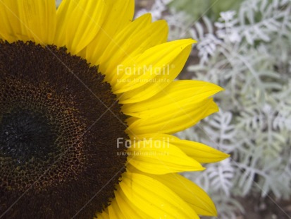 Fair Trade Photo Closeup, Colour image, Day, Flower, Focus on foreground, Horizontal, Nature, Outdoor, Peru, Seasons, South America, Spring, Summer, Sunflower, Tree, Yellow