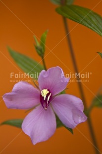 Fair Trade Photo Colour image, Day, Flower, Focus on foreground, Food and alimentation, Fruits, Nature, Orange, Outdoor, Peru, Purple, South America, Vertical