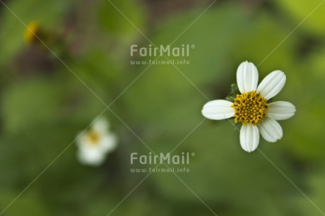 Fair Trade Photo Colour image, Day, Flower, Focus on foreground, Green, Horizontal, Nature, Outdoor, Peru, South America, White, Yellow