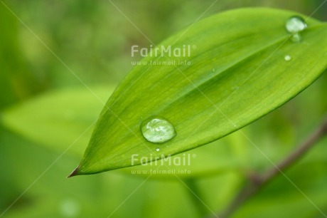 Fair Trade Photo Colour image, Day, Green, Horizontal, Leaf, Nature, Outdoor, Peru, Plant, South America, Spirituality, Tree, Waterdrop