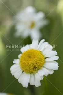 Fair Trade Photo Colour image, Day, Flower, Focus on foreground, Green, Nature, Outdoor, Peru, South America, Vertical, White, Yellow