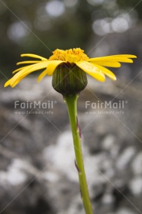 Fair Trade Photo Closeup, Colour image, Flower, Focus on foreground, Low angle view, Nature, Peru, South America, Vertical, Yellow