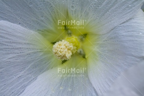 Fair Trade Photo Closeup, Colour image, Day, Flower, Horizontal, Marriage, Outdoor, Peru, South America, White, Yellow