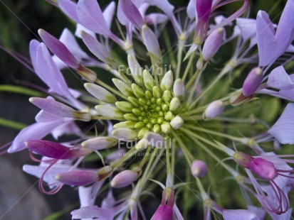 Fair Trade Photo Closeup, Colour image, Day, Flower, Horizontal, Marriage, Outdoor, Peru, Pink, South America, White