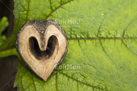 Fair Trade Photo Brown, Colour image, Day, Forest, Green, Heart, Horizontal, Leaf, Love, Nature, Outdoor, Peru, Plant, Seed, South America, Tree, Valentines day