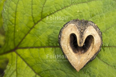 Fair Trade Photo Brown, Colour image, Day, Forest, Green, Heart, Horizontal, Leaf, Love, Nature, Outdoor, Peru, Plant, Seed, South America, Tree, Valentines day