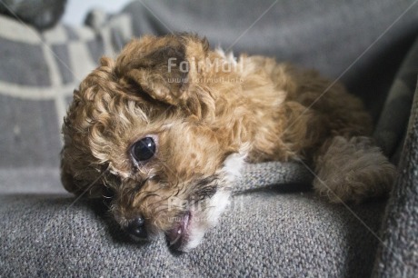 Fair Trade Photo Activity, Animals, Baby, Closeup, Colour image, Cute, Dog, Funny, Horizontal, People, Peru, Playing, Relaxing, South America, Young