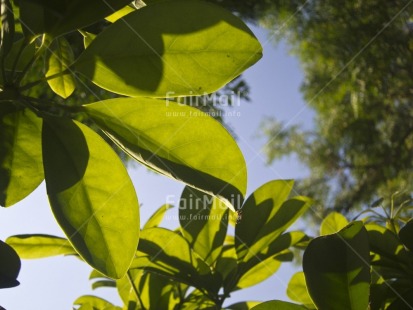 Fair Trade Photo Colour image, Day, Forest, Green, Horizontal, Leaf, Light, Low angle view, Nature, Outdoor, Peru, Sky, South America, Tree