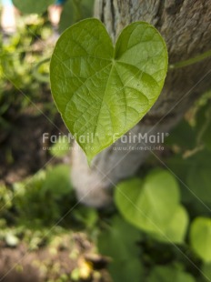 Fair Trade Photo Colour image, Day, Forest, Green, Heart, High angle view, Leaf, Light, Love, Nature, Outdoor, Peru, Sky, South America, Tree, Vertical