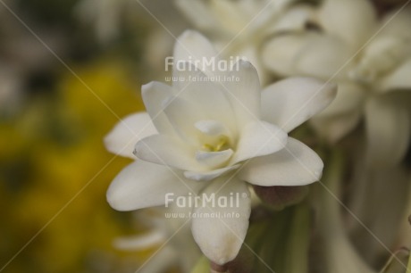 Fair Trade Photo Closeup, Colour image, Flower, Horizontal, Marriage, Nature, Peru, South America, White