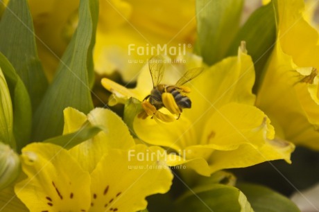 Fair Trade Photo Animals, Bee, Closeup, Colour image, Day, Environment, Flower, Horizontal, Nature, Outdoor, Peru, Seasons, South America, Spring, Summer, Sustainability, Values, Yellow