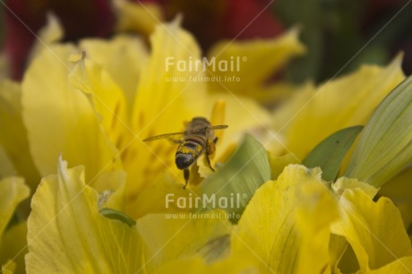 Fair Trade Photo Animals, Bee, Closeup, Colour image, Day, Environment, Flower, Horizontal, Nature, Outdoor, Peru, Seasons, South America, Spring, Summer, Sustainability, Values, Yellow