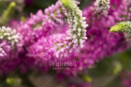 Fair Trade Photo Artistique, Closeup, Colour image, Flower, Horizontal, Nature, Peru, Purple, South America