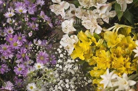 Fair Trade Photo Colour image, Flower, Horizontal, Multi-coloured, Nature, Peru, Purple, South America, White, Yellow