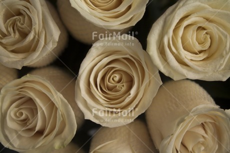 Fair Trade Photo Closeup, Colour image, Flower, Horizontal, Nature, Peru, Rose, South America, White