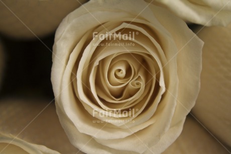 Fair Trade Photo Closeup, Colour image, Flower, Horizontal, Nature, Peru, Rose, South America, White