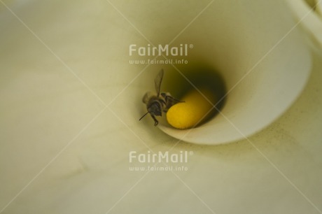 Fair Trade Photo Animals, Bee, Closeup, Colour image, Environment, Flower, Horizontal, Nature, Peru, South America, Sustainability, Values, White, Yellow