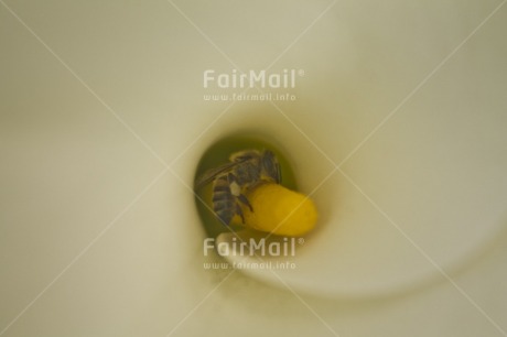 Fair Trade Photo Animals, Bee, Closeup, Colour image, Environment, Flower, Horizontal, Nature, Peru, South America, Sustainability, Values, White, Yellow