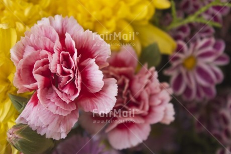 Fair Trade Photo Closeup, Colour image, Flower, Focus on foreground, Horizontal, Nature, Peru, Pink, South America, Yellow