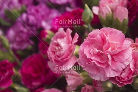 Fair Trade Photo Closeup, Colour image, Flower, Focus on foreground, Horizontal, Nature, Peru, Pink, South America