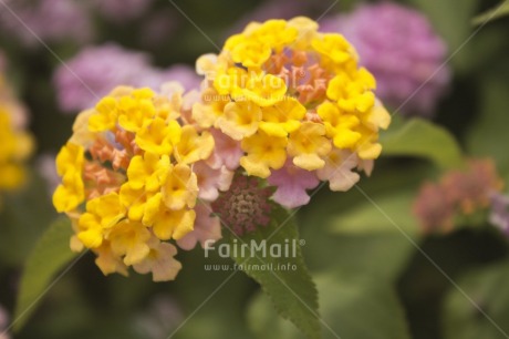 Fair Trade Photo Closeup, Colour image, Flower, Focus on foreground, Horizontal, Nature, Peru, South America, Yellow
