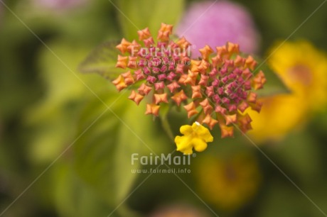 Fair Trade Photo Closeup, Colour image, Flower, Focus on foreground, Food and alimentation, Fruits, Horizontal, Nature, Orange, Peru, South America