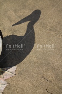 Fair Trade Photo Animals, Artistique, Beach, Colour image, Day, Foot, Outdoor, Pelican, Peru, Sand, Seasons, Shadow, South America, Summer, Vertical, Wildlife