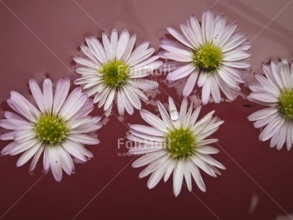 Fair Trade Photo Colour image, Flower, Horizontal, Peru, Pink, South America, Studio, Water, White