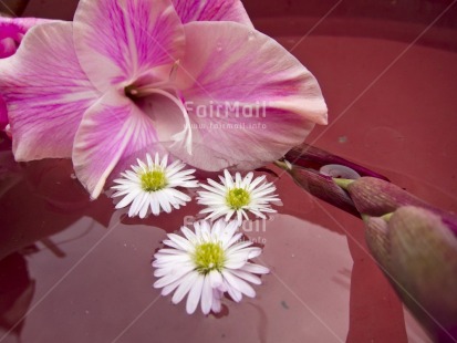 Fair Trade Photo Colour image, Flower, Horizontal, Peru, Pink, South America, Studio, Water, White