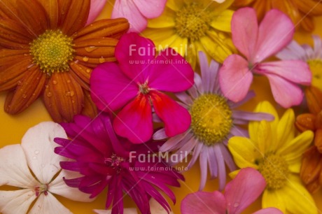 Fair Trade Photo Closeup, Colour image, Colourful, Flower, Food and alimentation, Fruits, Fullframe, Horizontal, Indoor, Multi-coloured, Orange, Peru, Pink, South America, Studio