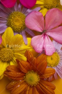 Fair Trade Photo Closeup, Colour image, Colourful, Flower, Food and alimentation, Fruits, Fullframe, Indoor, Multi-coloured, Orange, Peru, Pink, South America, Studio, Vertical