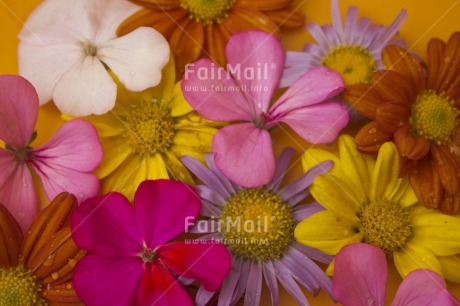 Fair Trade Photo Closeup, Colour image, Colourful, Flower, Food and alimentation, Fruits, Fullframe, Horizontal, Indoor, Multi-coloured, Orange, Peru, Pink, South America, Studio