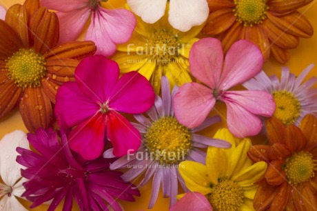 Fair Trade Photo Closeup, Colour image, Colourful, Flower, Food and alimentation, Fruits, Fullframe, Horizontal, Indoor, Multi-coloured, Orange, Peru, Pink, South America, Studio