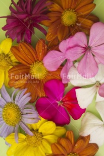 Fair Trade Photo Closeup, Colour image, Colourful, Flower, Food and alimentation, Fruits, Fullframe, Indoor, Multi-coloured, Orange, Peru, Pink, South America, Studio, Vertical