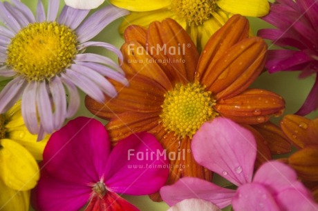 Fair Trade Photo Closeup, Colour image, Colourful, Flower, Food and alimentation, Fruits, Fullframe, Horizontal, Indoor, Multi-coloured, Orange, Peru, Pink, South America, Studio