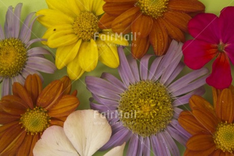 Fair Trade Photo Closeup, Colour image, Colourful, Flower, Food and alimentation, Fruits, Fullframe, Horizontal, Indoor, Multi-coloured, Orange, Peru, Pink, South America, Studio